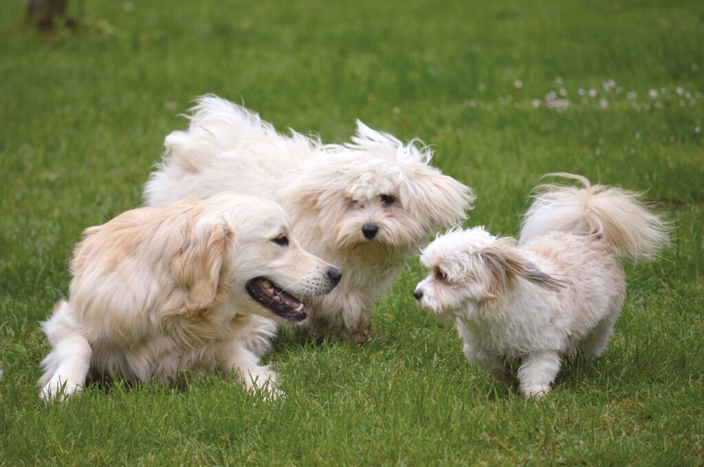 dogs, animals, dogs play-7032307.jpg